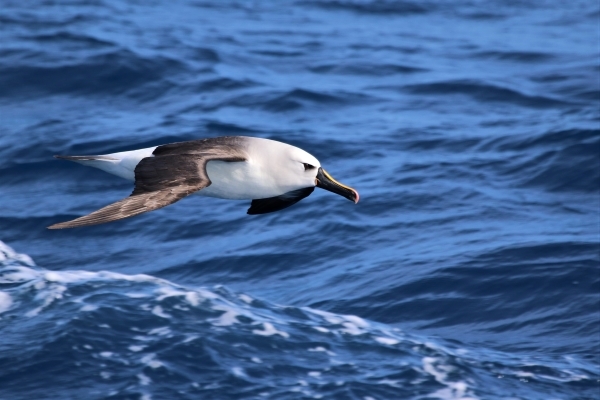 An Atlantic Yellow-nosed Albatross flies low over the waves. It has a white body, dark grey/black wings, a dark eye and beak with a yellow/orange stripe all the way down the beak from forehead to tip.