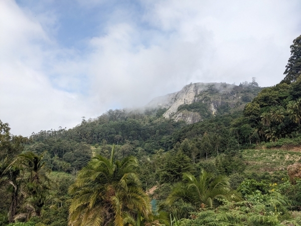 Indigenous and exotic forest vegetation on a steep slope, there is a rocky outcrop at the top of the slope and low cloud drifting over the vegetation.