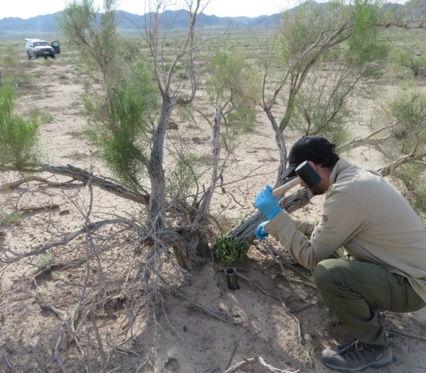 A person taking a soil sample from soil around the base of a shrubby plant.