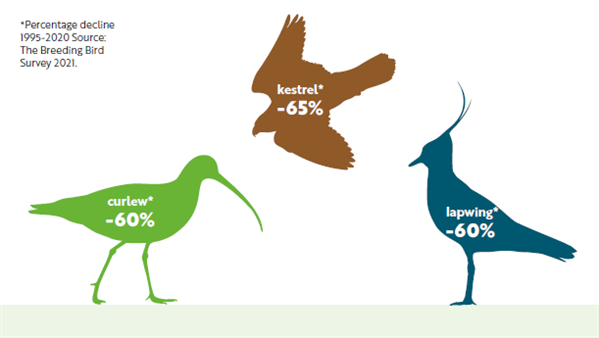 infographic with silhouettes of three species of bird each with the species name and declines on - 60% for curlew and lapwing and 65% for kestrel 