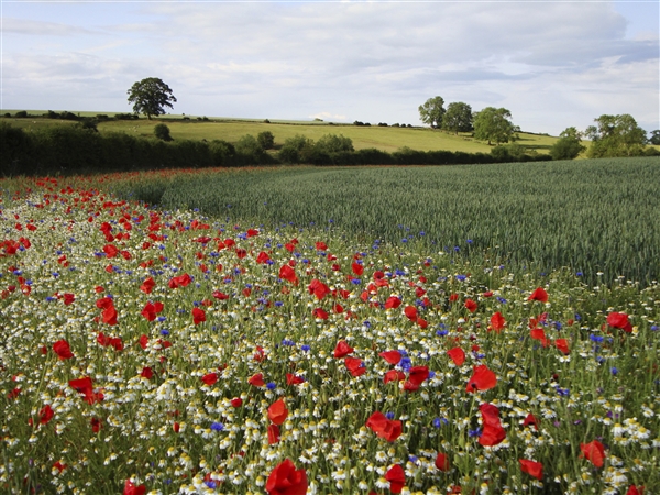 A farm field with a hedgerow and trees in the distant and field margin full of bright red poppies