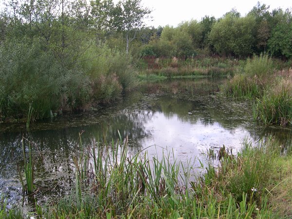Farm pond with trees and bushes around