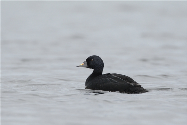 Common scoter on water (all black seaduck with some yellow on top of bill)