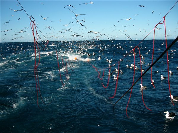 Albatross species behind a vessel with bird scaring lines (Photo: Barry Watkins)