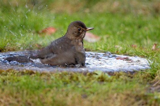 Blackbird taking a bath in a bird bath on the ground