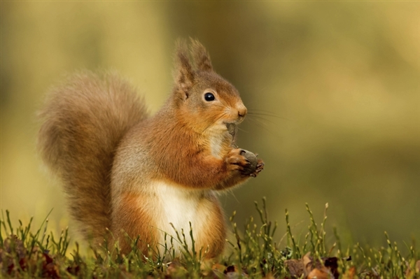 red squirrel eating a nut