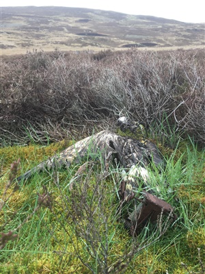 Hen Harrier Rannoch, was illegally killed on a Perthshire grouse moor in 2019