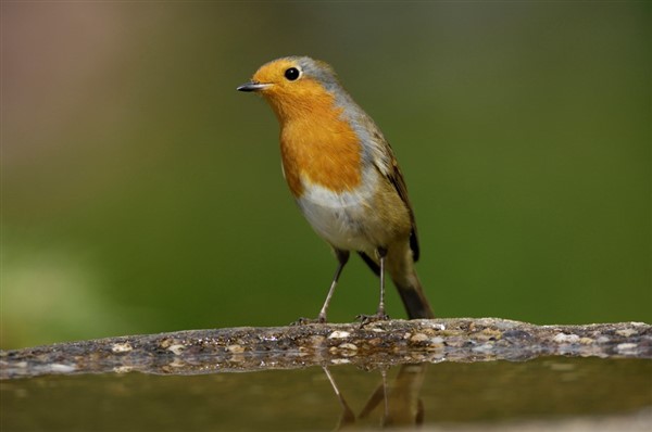 robin on the edge of a bird bath