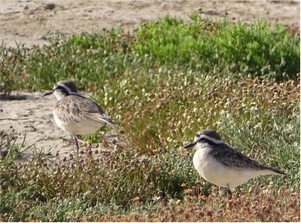Two brown and white birds stand amongst sand and low vegetation