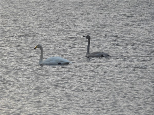 Two whopper swans swim across a loch. The left hand bird is an adult, white with yellow on the bill. The right hand bird is a juvenile with grey feather and grey on the bill