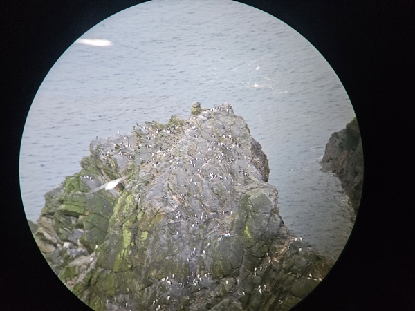 A photo taken through binoculars, shows a circle inside which can be seen a stack of rocks with black and white guillemots sat on it