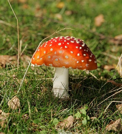 red and white toadstool