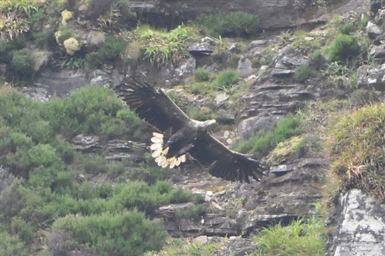 White tailed Eagle on Hoy