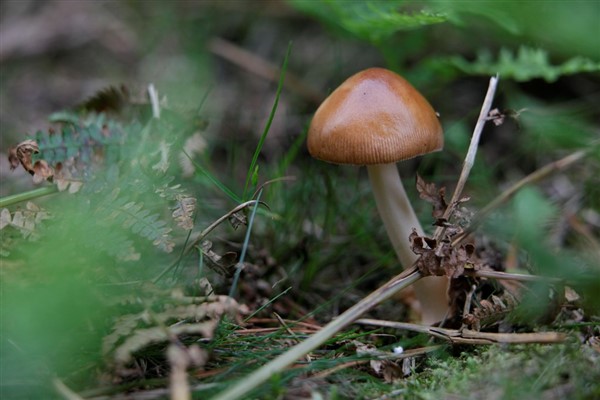 Brown skinny tall mushroom against green leafy background