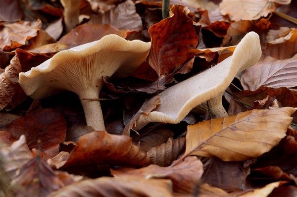 brown fungi amongst autumnal leaves