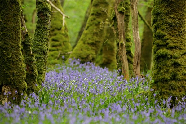 bluebells amongst woodland