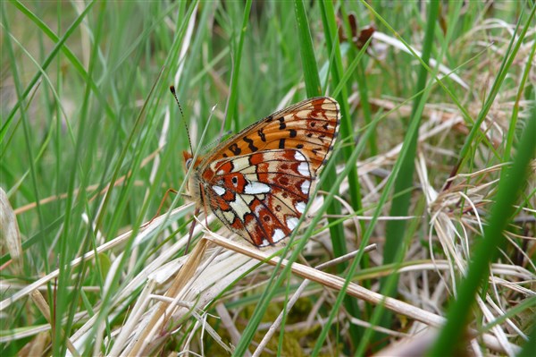 pealr bordered fritillary showing underside of its wings