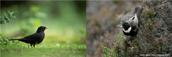 image on left of blackbird and image on right is of ring ouzel