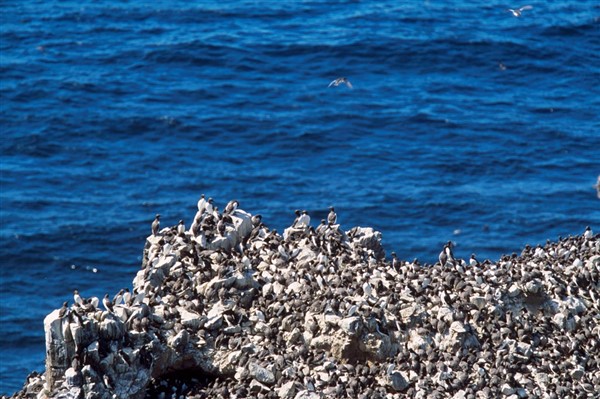 guillemots and razorbills on a rock