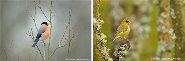 image on left is of bullfinch and image on right of greenfinch