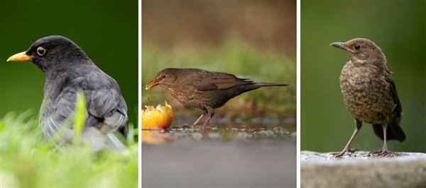 from left to right a completely black male blackbird, a brown speckled female blackbird, and a brown juvenile blackbird