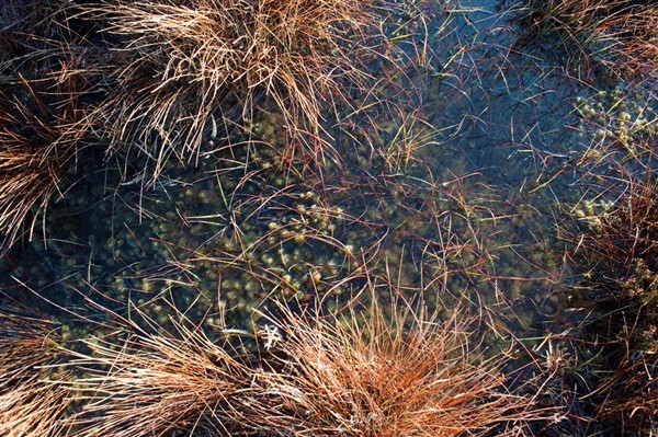 close up of water grasses and moss