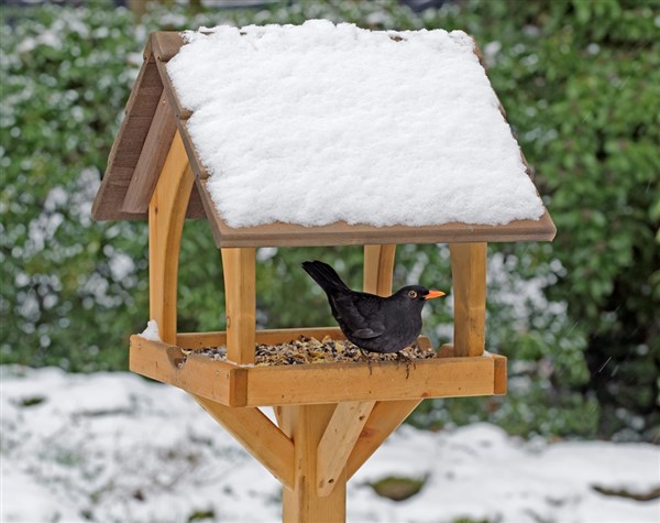blackbird on bird table 