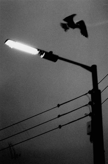 bird and lit street lamp