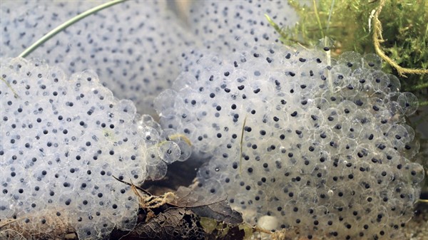 close up of frogspawn