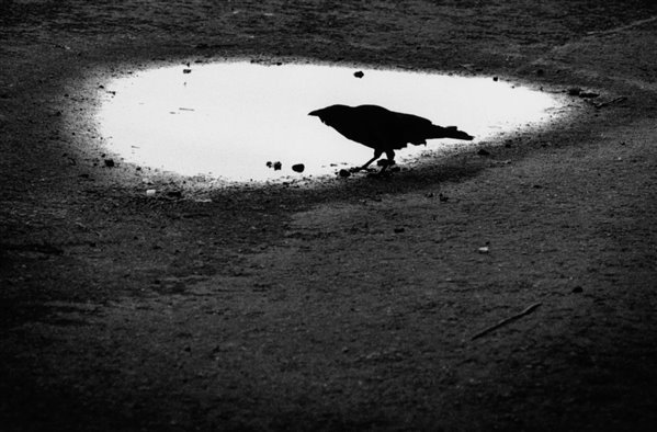 black and white bird beside puddle