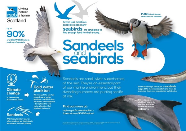  sandeel and seabird infographic