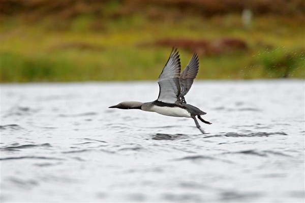 black throated diver flies across some water