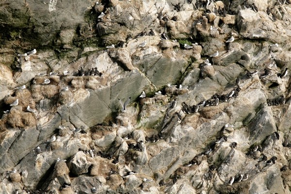 seabirds perched all over a cliff face