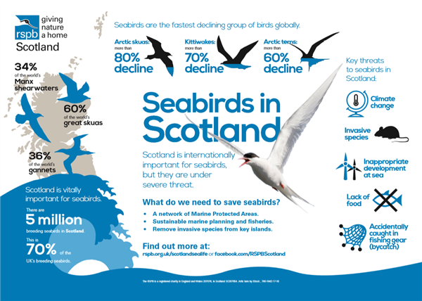  scotland seabird decline infographic