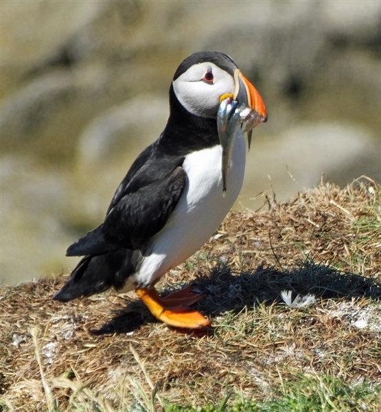 A Puffin on a cliff edge with long silver Sandeels hanging out of its beak.