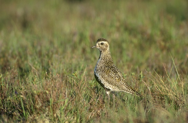 Golden plover - Chris Gomersall (rspb-images.com)