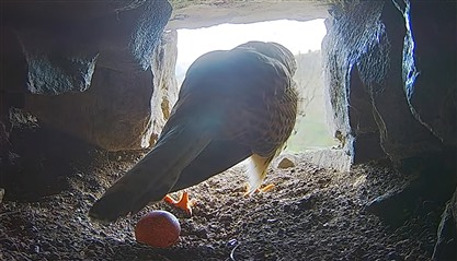 Female Kestrel and Egg