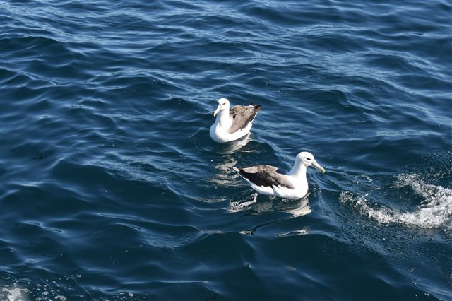 Shy albatrosses gathering around the fishing vessel