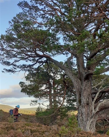 Me and a tree. Photo from Cairngorms Connect.