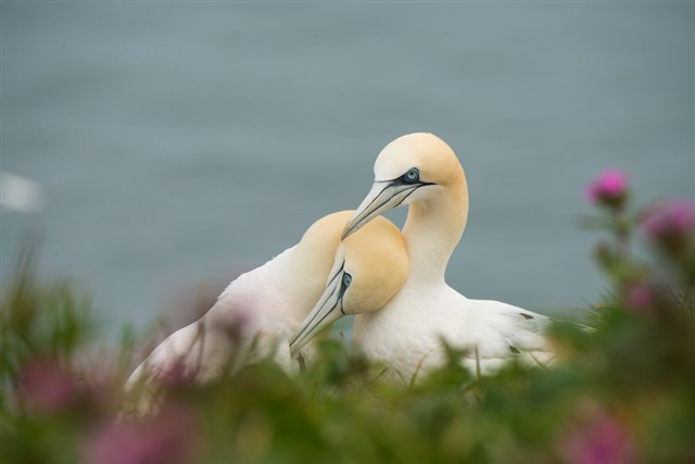 Northern gannet, two individuals mutually preening each other – Katie Nethercoat (rspb-images.com)
