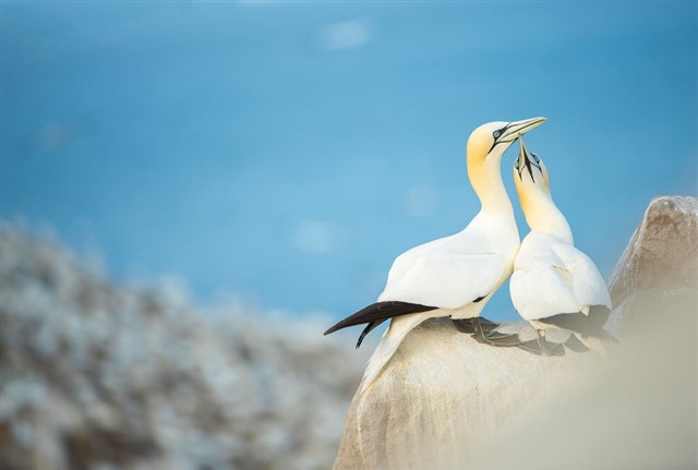 Northern gannet pair courting on cliff edge – Ben Andrew (rspb-images.com)