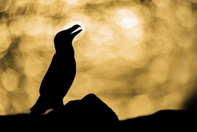 Silhouetted razorbill at sunset – Ben Andrew (rspb-images.com)