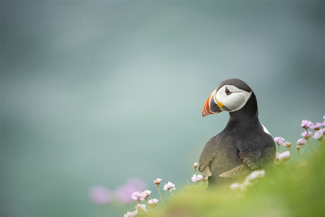 Atlantic puffin on cliff top – Ben Andrew (rspb-imges.com)