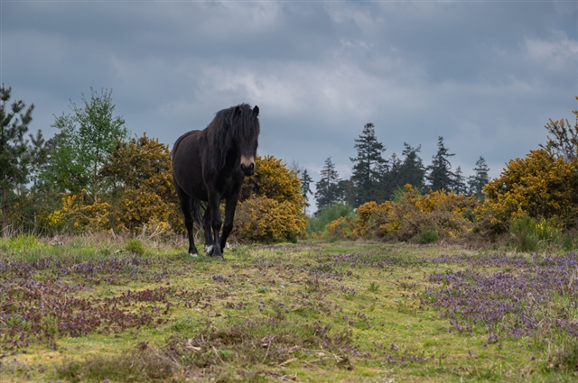 Dartmoor pony on heathland