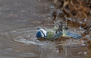 A blue tit bathing at the new pond