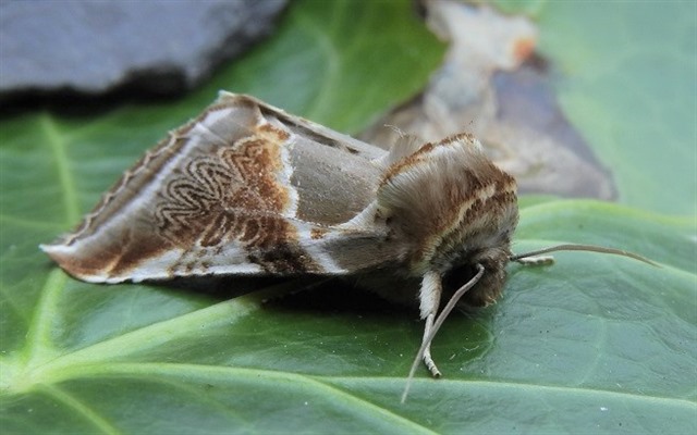 Moth Trapping Newport Wetlands The Rspb Community - Moth Trap Diy Uk