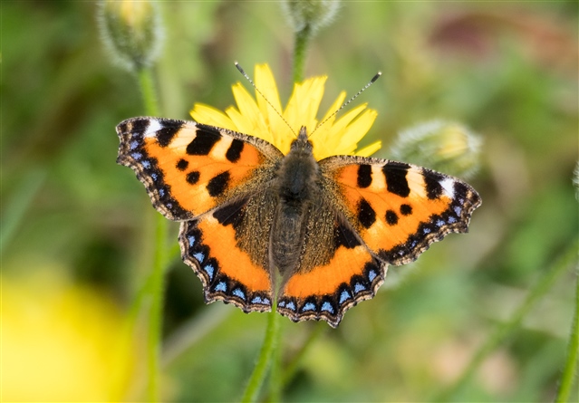 Early spring butterflies - Pulborough Brooks - Pulborough Brooks - The ...