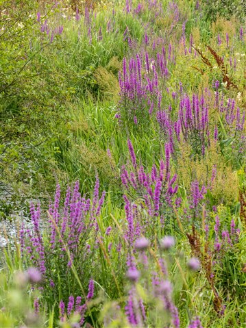 Purple haze - wildflowers and butterflies at RSPB Pulborough