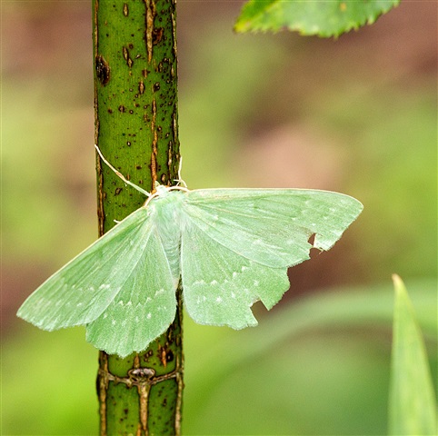 Emerald Tiger Moth