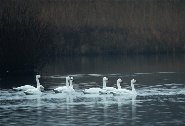 Bewicks swans on the lake